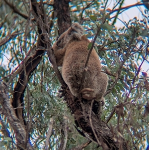 Phascolarctos cinereus (Koala) at Indigo Valley, VIC - 16 Mar 2025 by Darcy