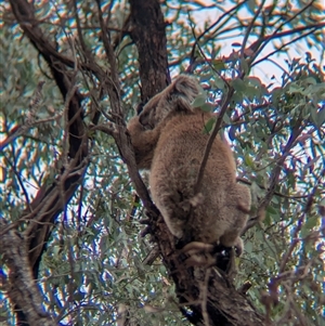 Phascolarctos cinereus at Indigo Valley, VIC - 16 Mar 2025 10:13 AM