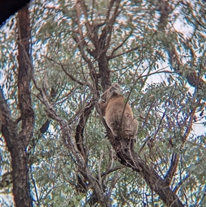 Phascolarctos cinereus at Indigo Valley, VIC - 16 Mar 2025 10:13 AM