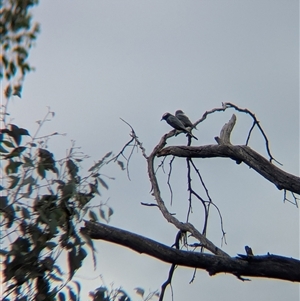 Artamus superciliosus (White-browed Woodswallow) at Indigo Valley, VIC - 16 Mar 2025 by Darcy