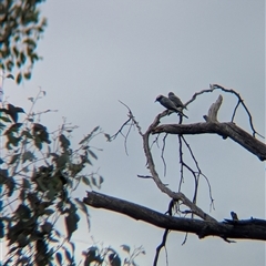 Artamus superciliosus at Indigo Valley, VIC - 16 Mar 2025 10:21 AM