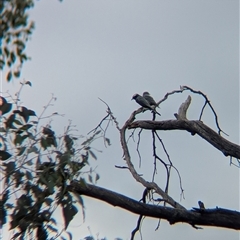 Artamus superciliosus at Indigo Valley, VIC - 16 Mar 2025 10:21 AM