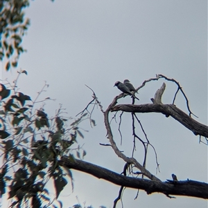 Artamus superciliosus at Indigo Valley, VIC - 16 Mar 2025 10:21 AM