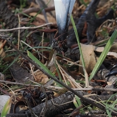 Myrmecia sp. (genus) (Bull ant or Jack Jumper) at Kenny, ACT - 13 Mar 2025 by RAllen