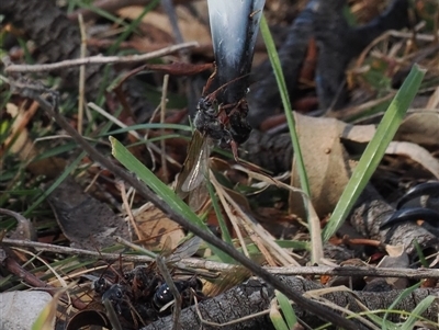 Myrmecia sp. (genus) (Bull ant or Jack Jumper) at Kenny, ACT - 13 Mar 2025 by RAllen