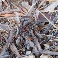 Myrmecia sp. (genus) at Kenny, ACT - 13 Mar 2025 03:01 PM
