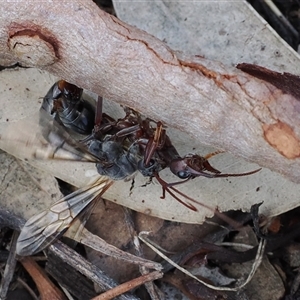 Myrmecia sp. (genus) at Kenny, ACT - 13 Mar 2025 03:01 PM