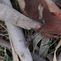 Myrmecia sp. (genus) at Kenny, ACT - 13 Mar 2025 03:01 PM