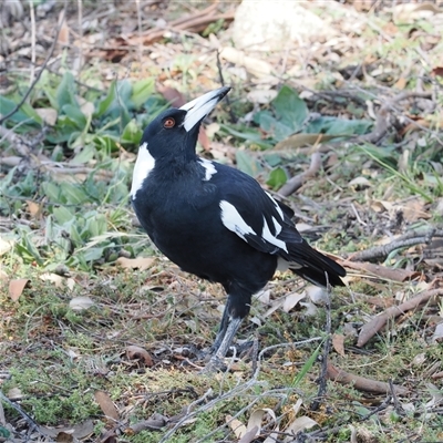 Gymnorhina tibicen (Australian Magpie) at Kenny, ACT - 13 Mar 2025 by RAllen