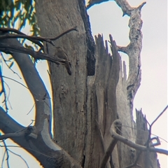 Climacteris picumnus victoriae (Brown Treecreeper) at Rutherglen, VIC - 16 Mar 2025 by Darcy