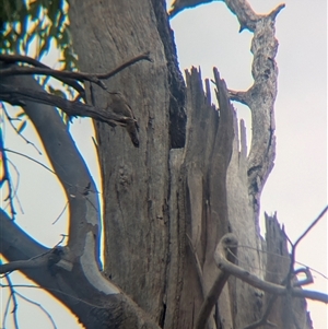 Climacteris picumnus victoriae at Rutherglen, VIC - 16 Mar 2025 12:59 PM