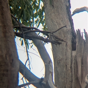 Climacteris picumnus victoriae at Rutherglen, VIC - 16 Mar 2025 12:59 PM