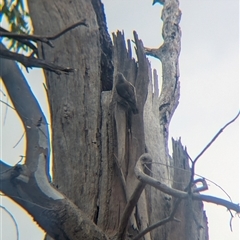 Climacteris picumnus victoriae at Rutherglen, VIC - 16 Mar 2025 12:59 PM