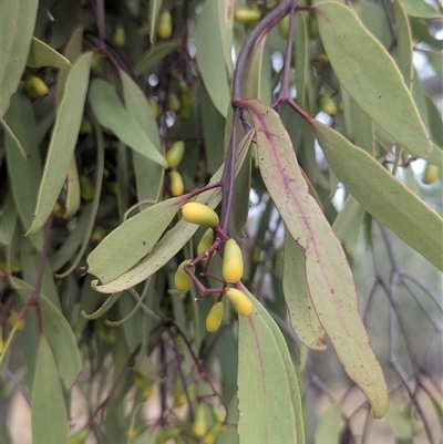 Muellerina eucalyptoides (Creeping Mistletoe) at Norong, VIC - 16 Mar 2025 by Darcy