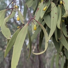 Muellerina eucalyptoides at Norong, VIC - 16 Mar 2025 01:06 PM