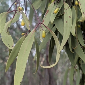 Muellerina eucalyptoides at Norong, VIC - 16 Mar 2025 01:06 PM