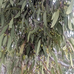 Muellerina eucalyptoides at Norong, VIC - 16 Mar 2025 01:06 PM
