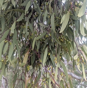 Muellerina eucalyptoides at Norong, VIC - 16 Mar 2025 01:06 PM