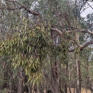 Muellerina eucalyptoides at Norong, VIC - 16 Mar 2025 01:06 PM