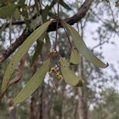 Muellerina eucalyptoides at Norong, VIC - 16 Mar 2025 01:06 PM