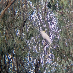 Cacatua galerita at Esmond, VIC - 16 Mar 2025 02:07 PM
