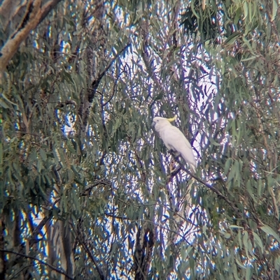 Cacatua galerita (Sulphur-crested Cockatoo) at Esmond, VIC - 16 Mar 2025 by Darcy