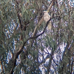 Cacatua galerita at Esmond, VIC - 16 Mar 2025 02:07 PM