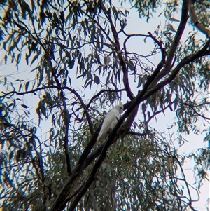 Cacatua sanguinea (Little Corella) at Esmond, VIC - 16 Mar 2025 by Darcy