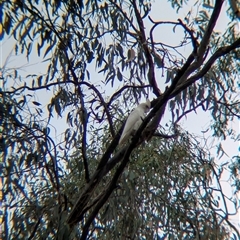 Cacatua sanguinea at Esmond, VIC - 16 Mar 2025 02:09 PM