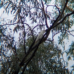 Cacatua sanguinea at Esmond, VIC - 16 Mar 2025 02:09 PM