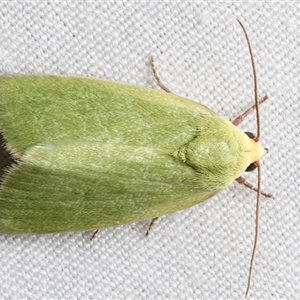 Earias smaragdina at Rosedale, NSW - 10 Mar 2025 10:46 PM