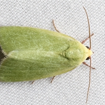 Earias smaragdina (A Noctuid moth (Nolidae)) at Rosedale, NSW - 10 Mar 2025 by jb2602