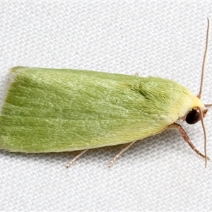Earias smaragdina at Rosedale, NSW - 10 Mar 2025 10:46 PM