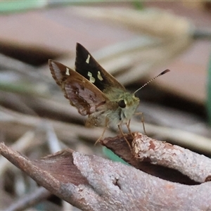 Unidentified Skipper (Hesperiidae) by LisaH