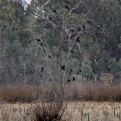 Corcorax melanorhamphos (White-winged Chough) at Burramine, VIC - 16 Mar 2025 by Darcy