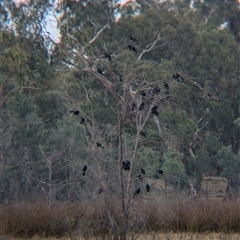 Corcorax melanorhamphos at Burramine, VIC - 16 Mar 2025 04:17 PM