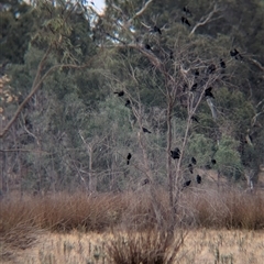 Corcorax melanorhamphos at Burramine, VIC - 16 Mar 2025 04:17 PM