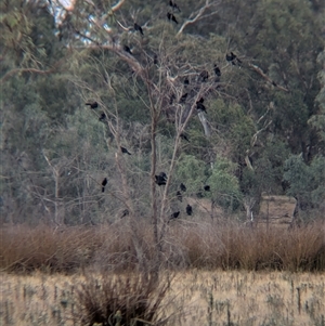 Corcorax melanorhamphos at Burramine, VIC - 16 Mar 2025 04:17 PM