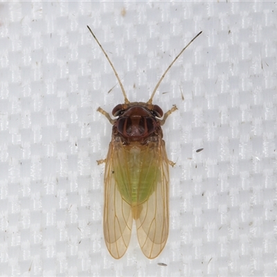 Psyllidae sp. (family) (Unidentified psyllid or lerp insect) at Melba, ACT - 16 Mar 2025 by kasiaaus