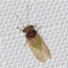 Psyllidae sp. (family) at Melba, ACT - 16 Mar 2025 10:39 PM