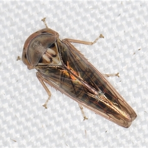 Rosopaella (genus) at Melba, ACT - 16 Mar 2025 10:52 PM