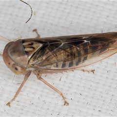 Rosopaella (genus) at Melba, ACT - 16 Mar 2025 10:52 PM