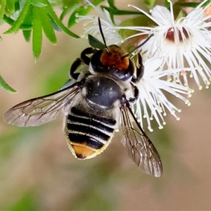 Megachile (Eutricharaea) maculariformis at Moruya, NSW - suppressed