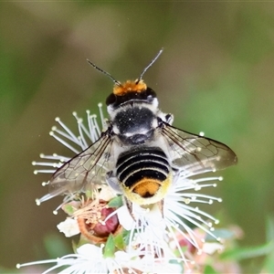 Megachile (Eutricharaea) maculariformis at Moruya, NSW - suppressed