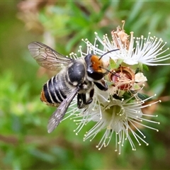 Megachile (Eutricharaea) maculariformis at Moruya, NSW - suppressed