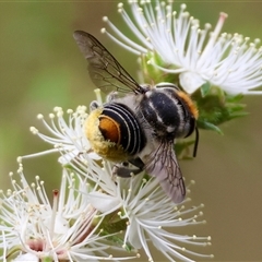 Megachile (Eutricharaea) maculariformis at Moruya, NSW - suppressed