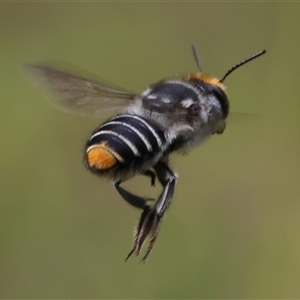 Megachile (Eutricharaea) maculariformis at Moruya, NSW - suppressed