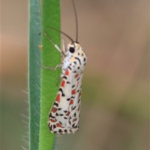 Utetheisa lotrix at Moruya, NSW - suppressed