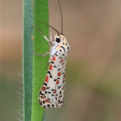 Utetheisa lotrix (Crotalaria Moth) at Moruya, NSW - 16 Mar 2025 by LisaH