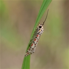 Utetheisa lotrix at Moruya, NSW - suppressed